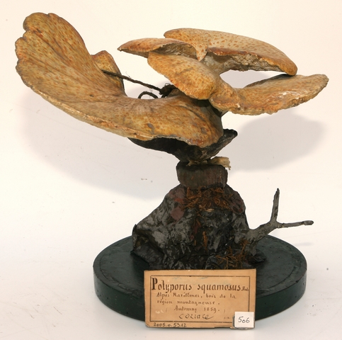 Polypore écailleux