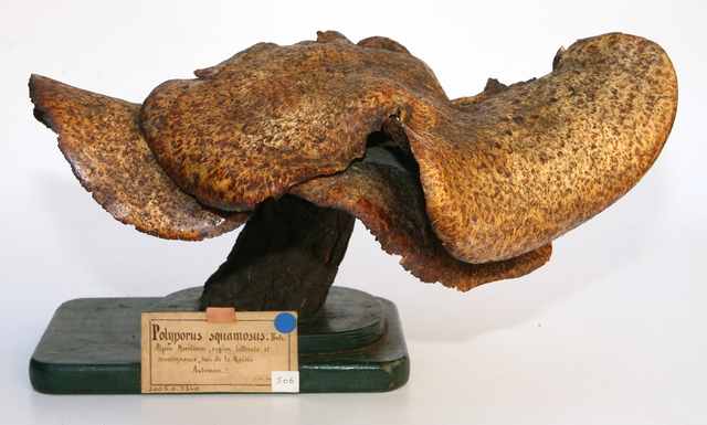 Polypore écailleux